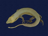 藏品(麗紋石龍子)的圖片